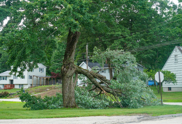 Best Tree Branch Trimming  in Wayne, IL